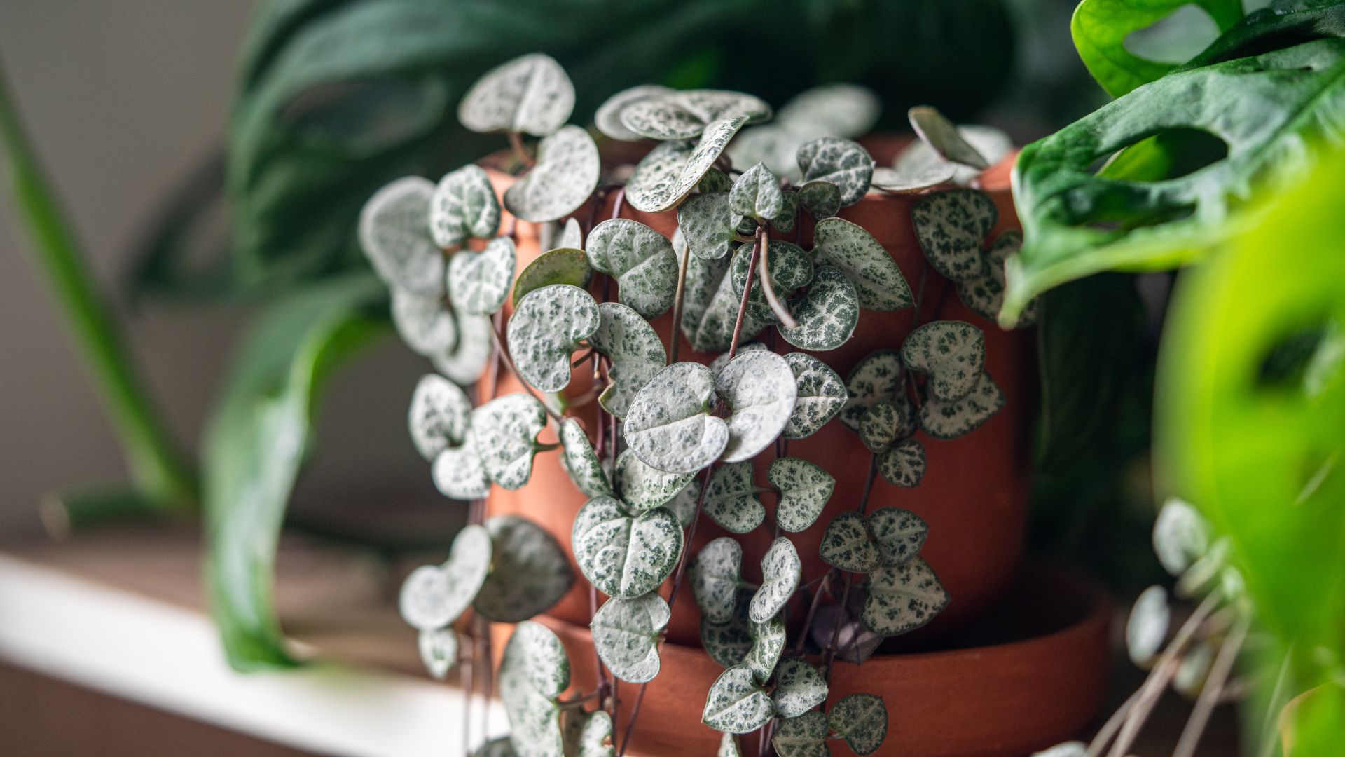 entretien ceropegia woodii chaine de coeur