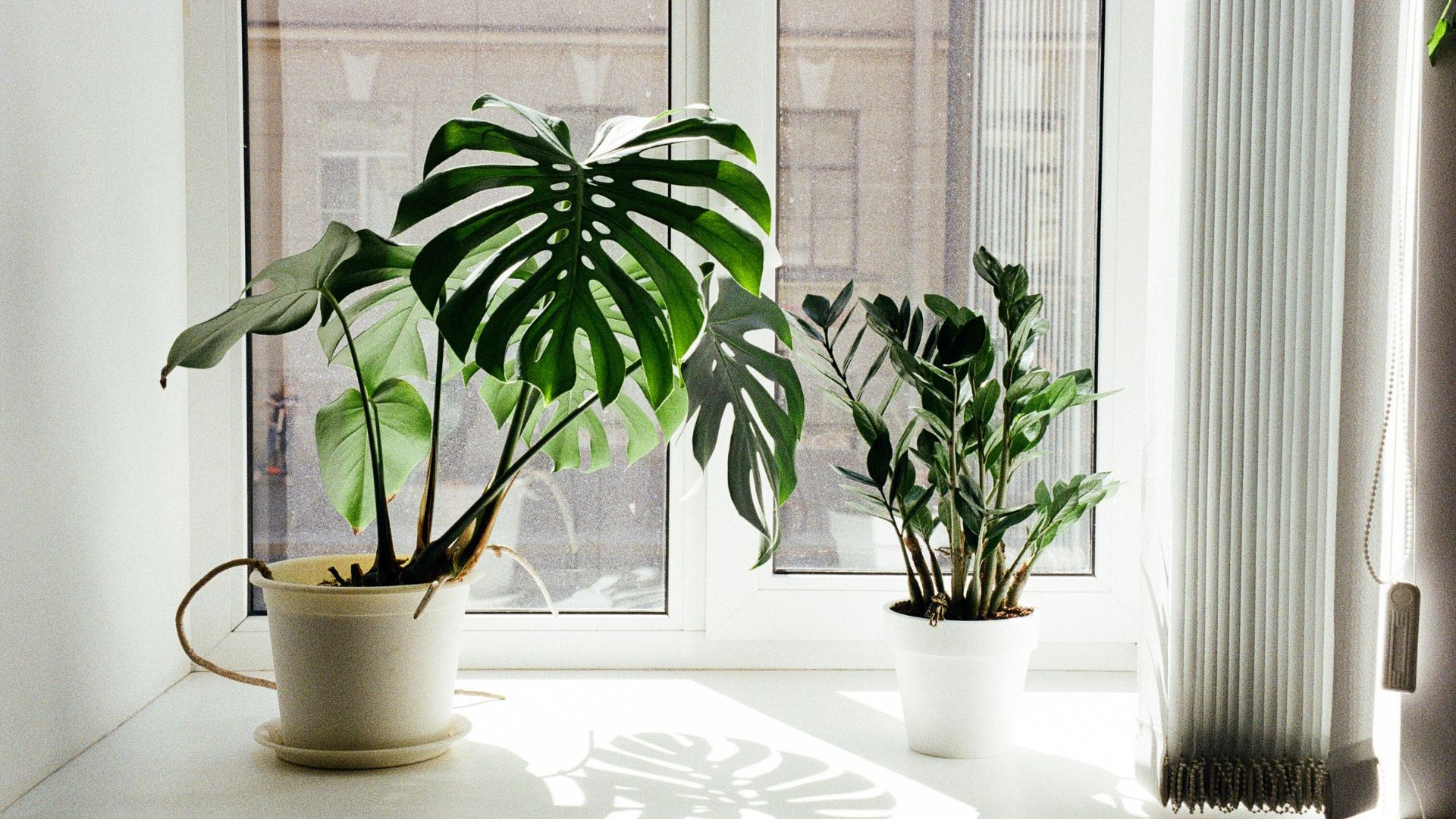 10 plantes increvables pendant les vacances