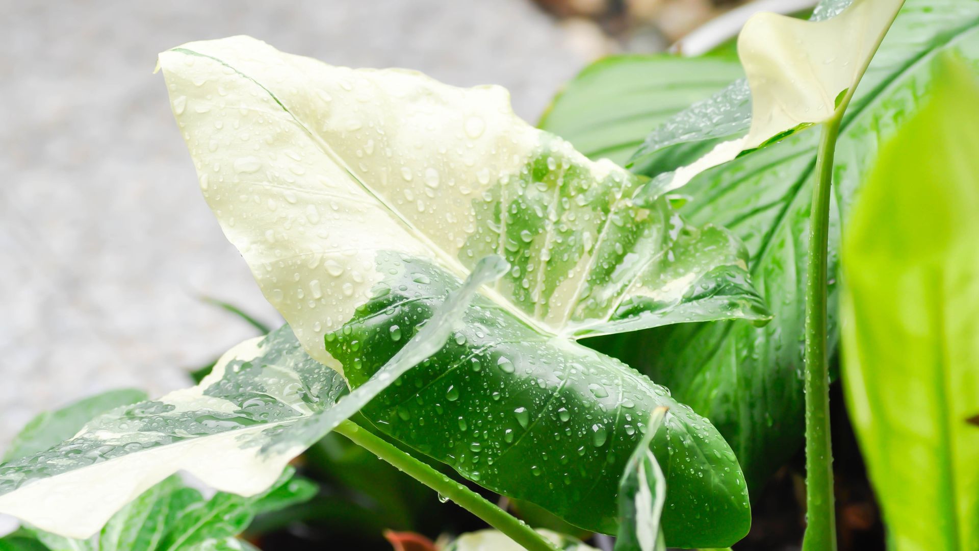 alocasia top10 2026
