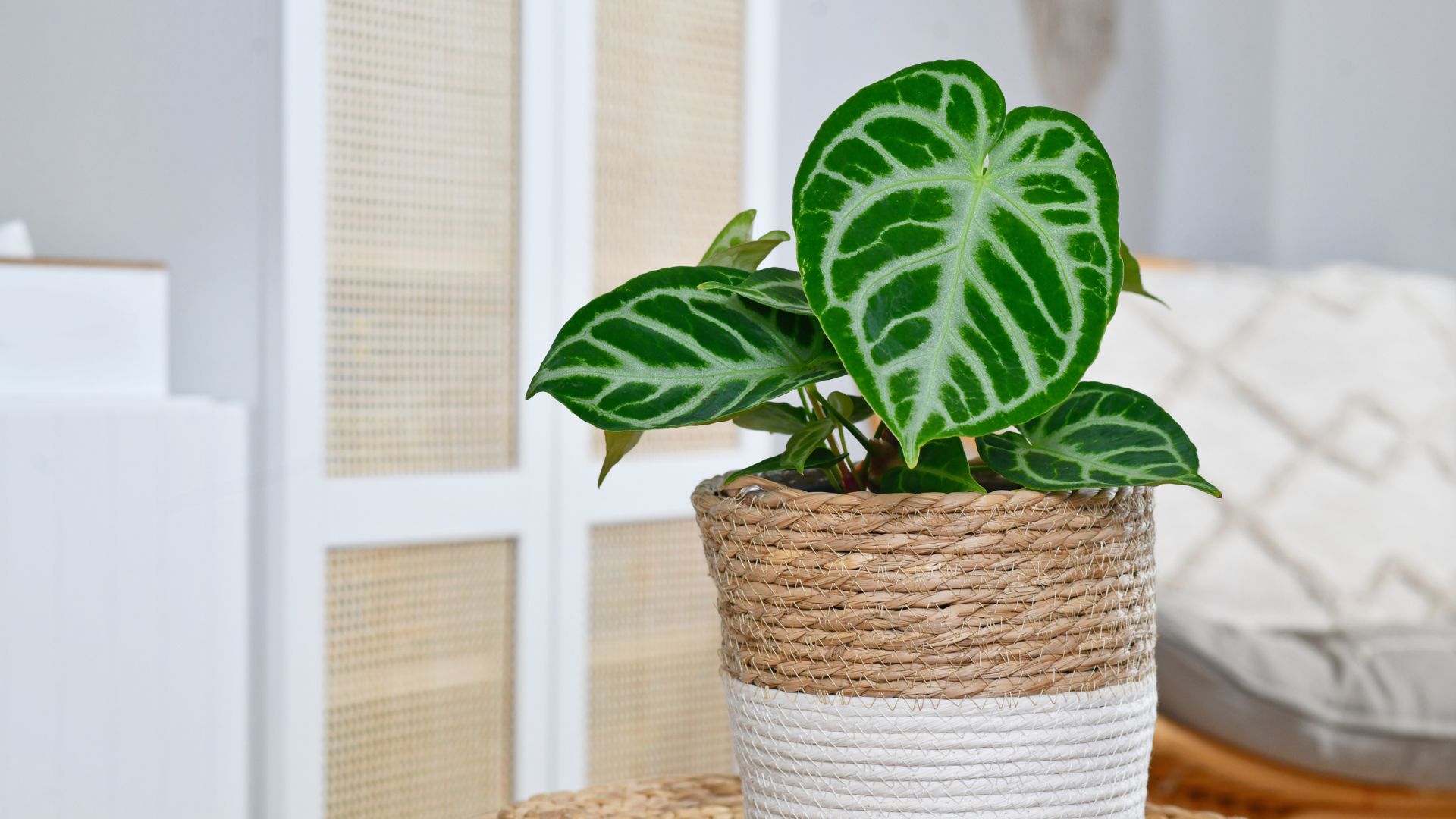 anthurium silver blush entretien