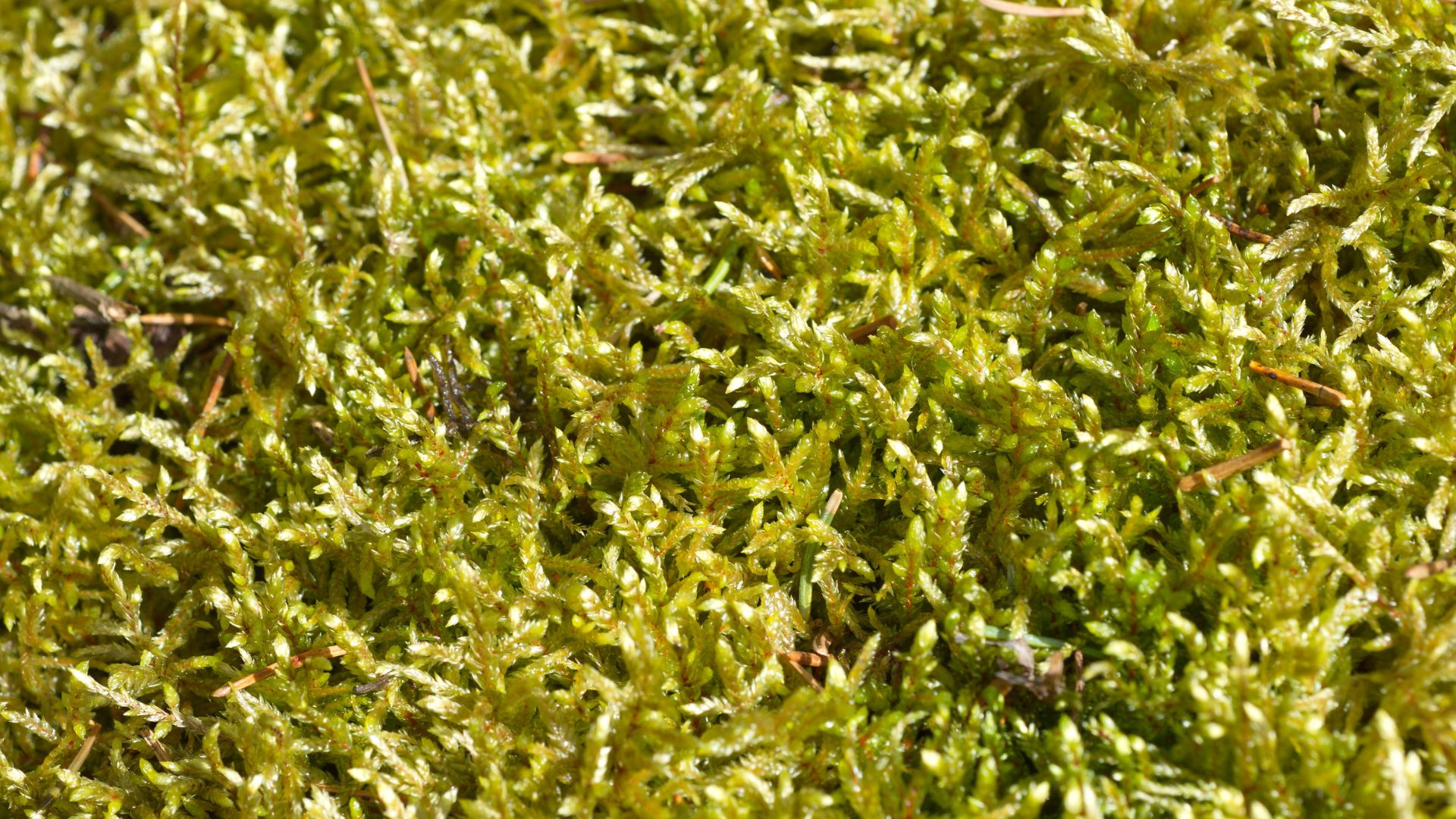 où acheter de la sphaigne vivante de qualité premium