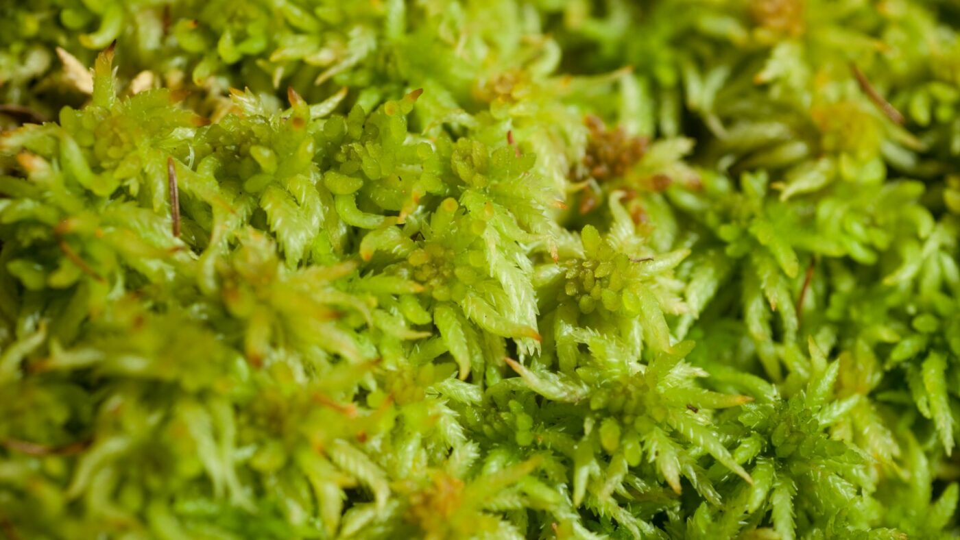 sphaigne vivante veenmos - comment garder la sphaigne verte vivante