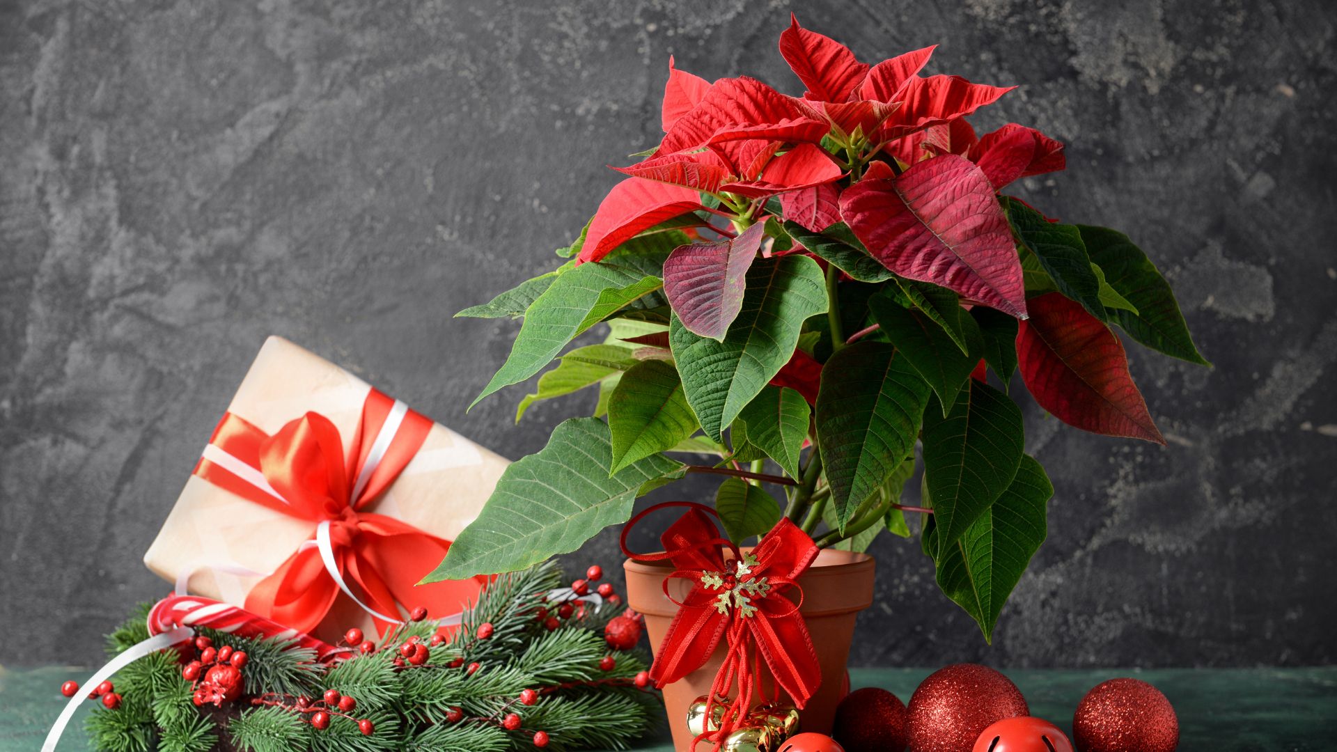 Les meilleurs cadeaux pour les amoureux des plantes à Noel