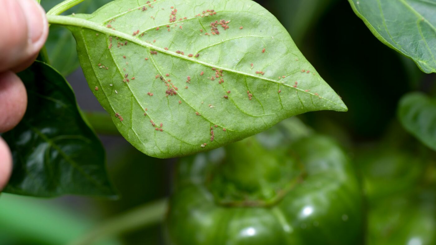 Comment se débarasser des pucerons lutte biologique