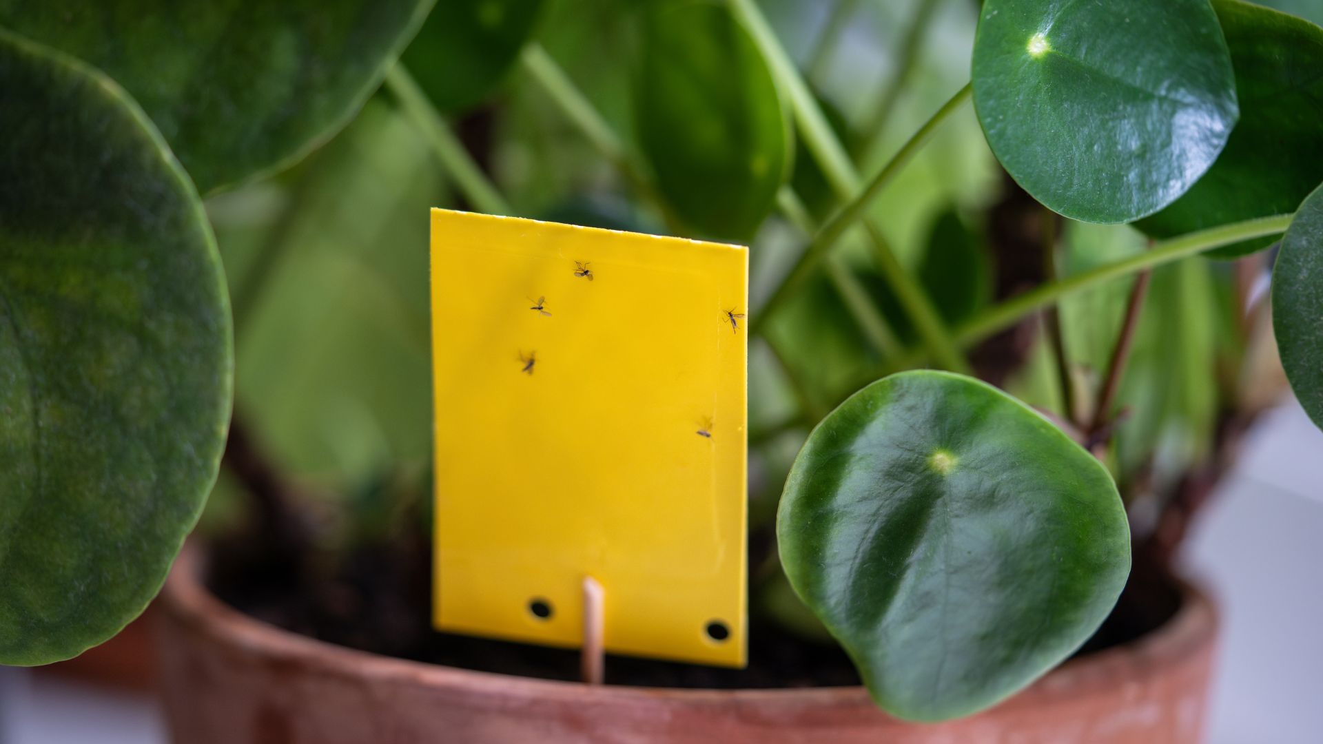 Comment se débarrasser des sciarides (mouches de terreau) en lutte biologique