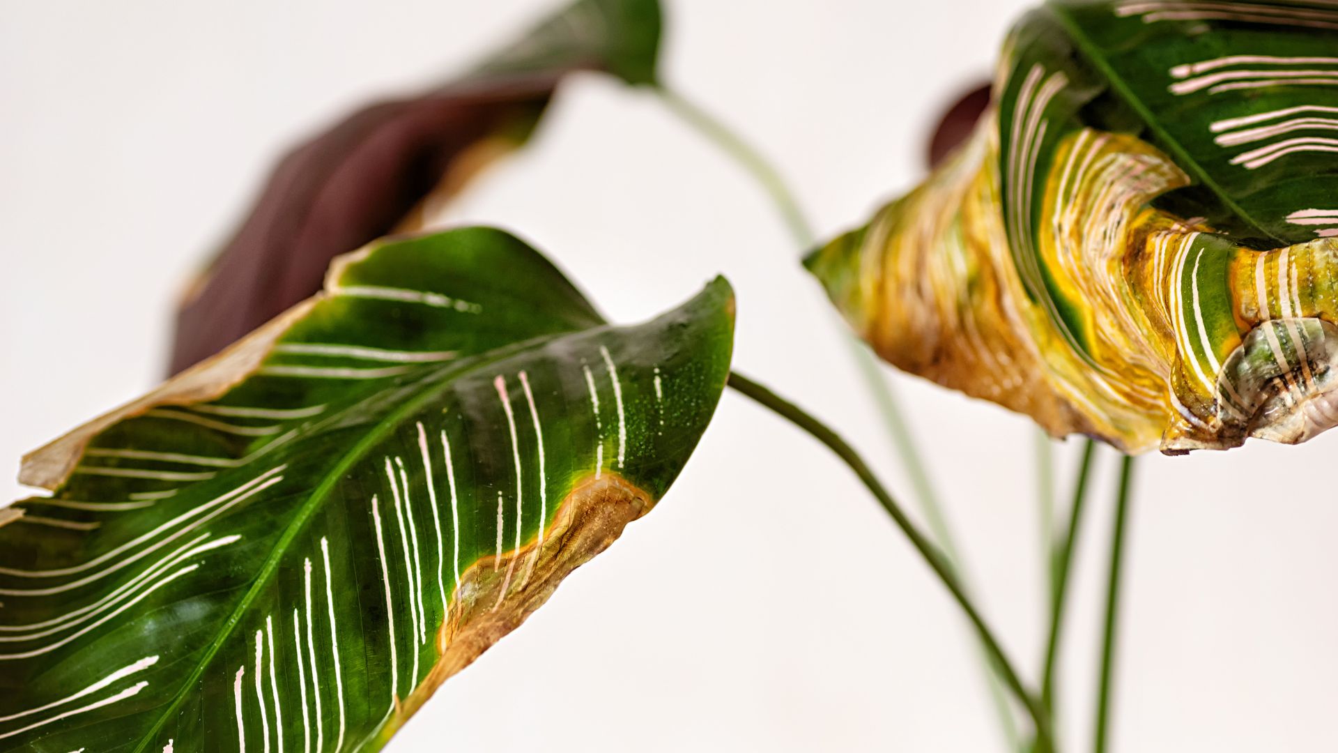 pourquoi feuilles plante jaunissent