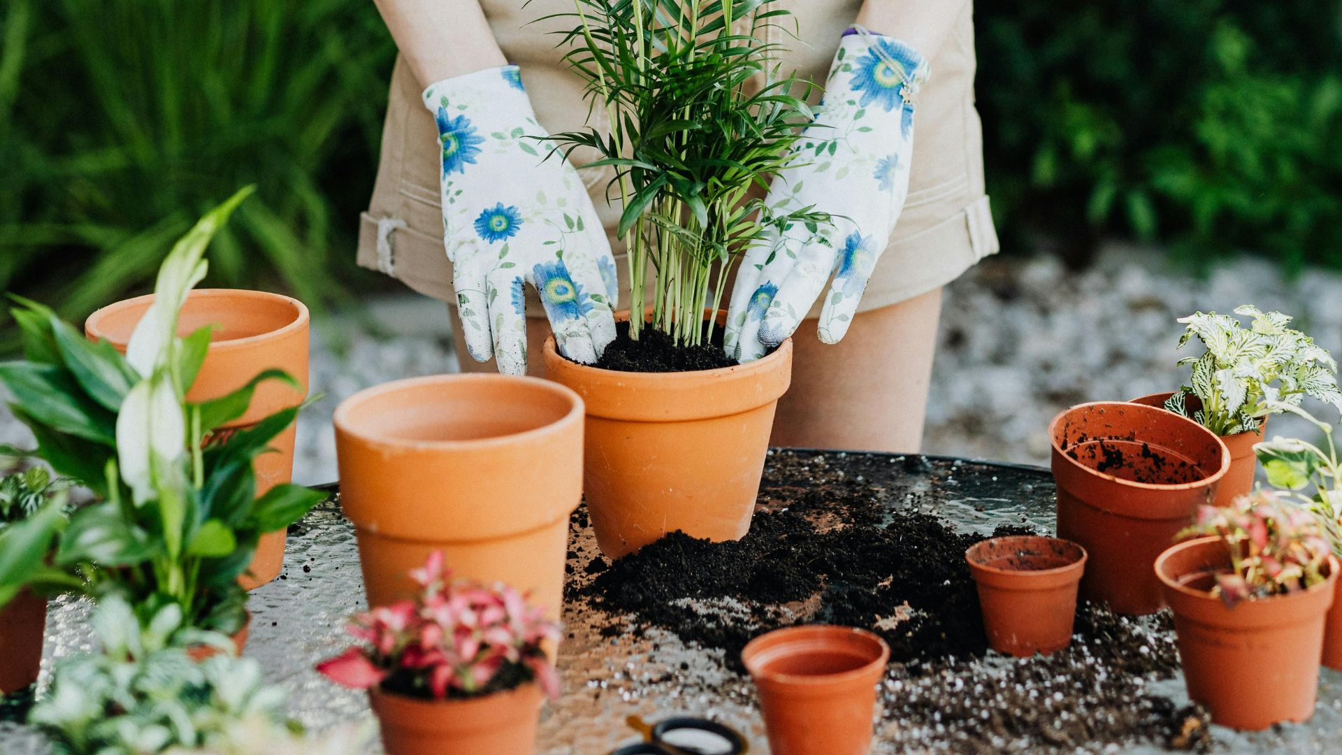 Quel taille de pot choisir pour ma plante d'intérieur ?