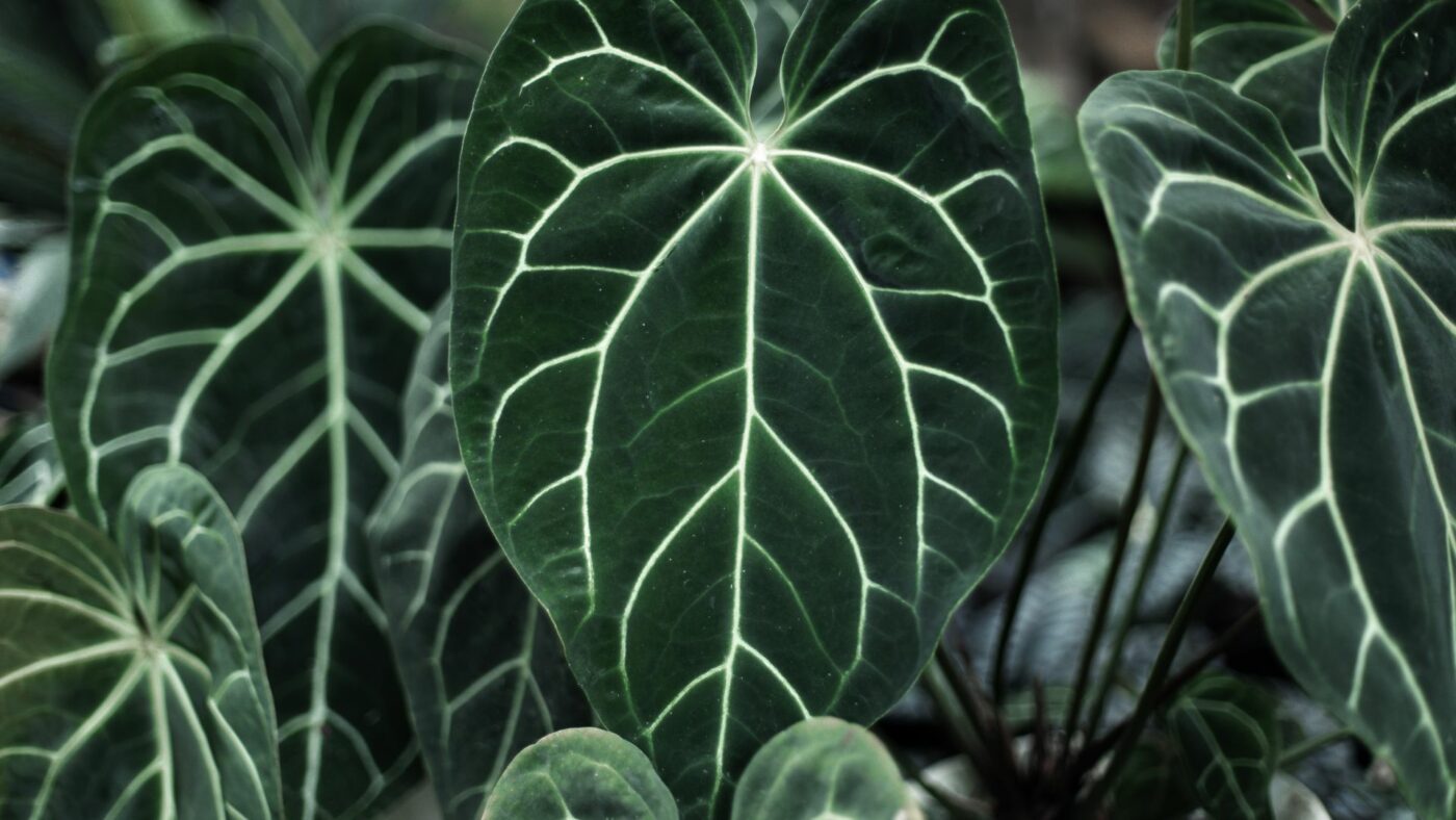 entretien des anthurium, soins, conseils