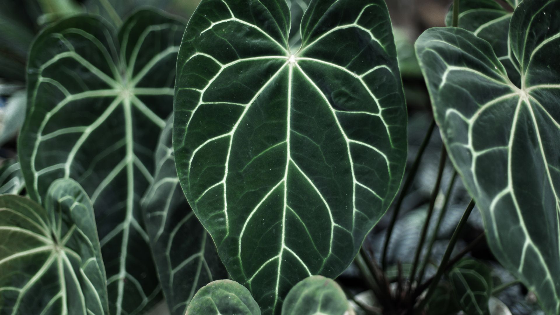 entretien des anthurium, soins, conseils