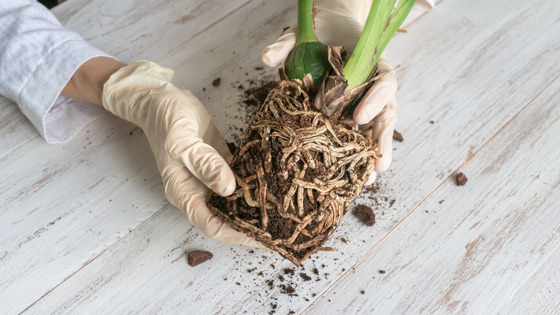 Symptomes, causes et traitement de la pourriture racinaire