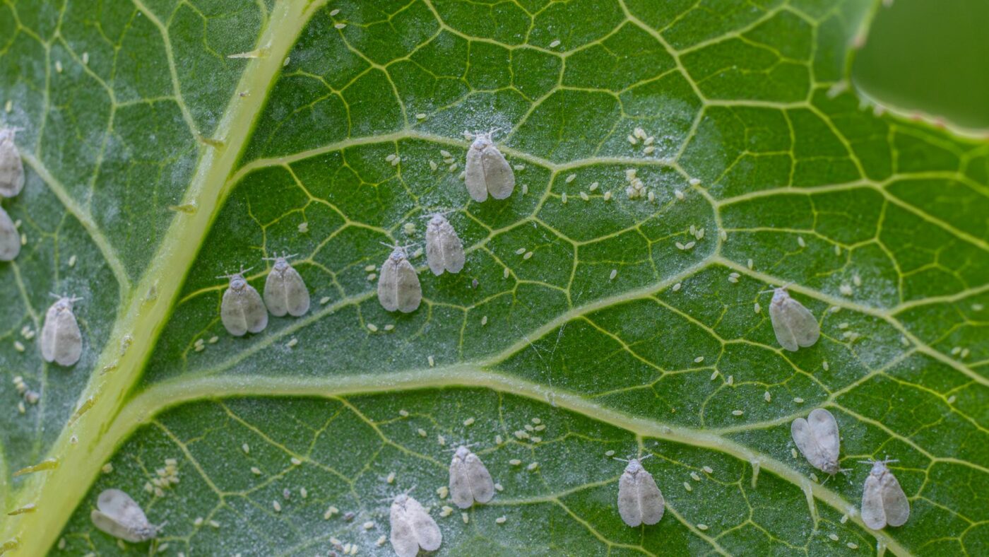 Comment se débarasser des aleurodes (mouches blanches) en lutte biologique