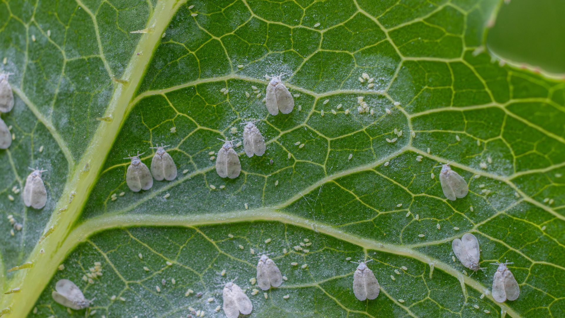 Comment se débarasser des aleurodes (mouches blanches) en lutte biologique