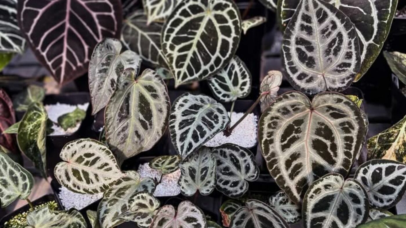 C'est quoi une plante rare ?