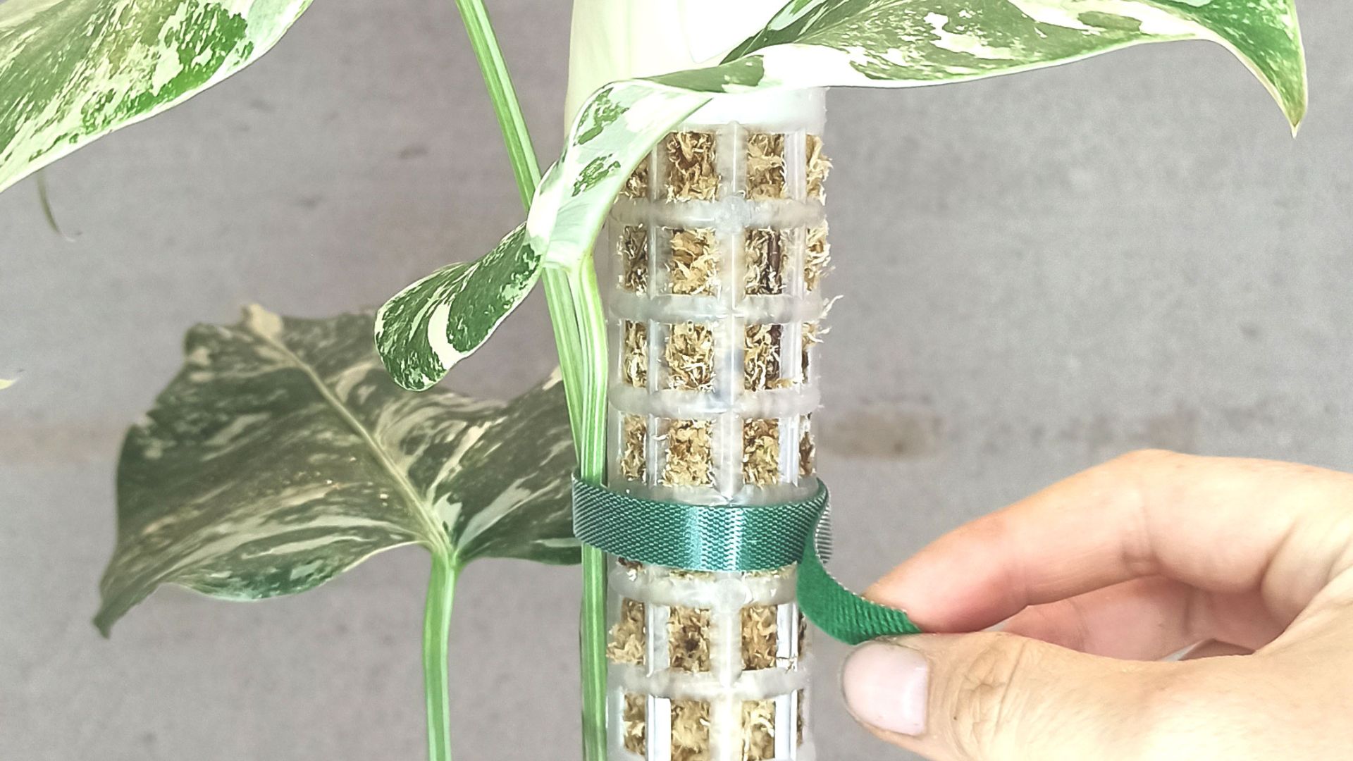 DIY : Comment fabriquer son tuteur en sphaigne (moss pole)