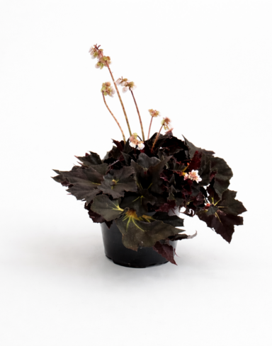 begonia black fang