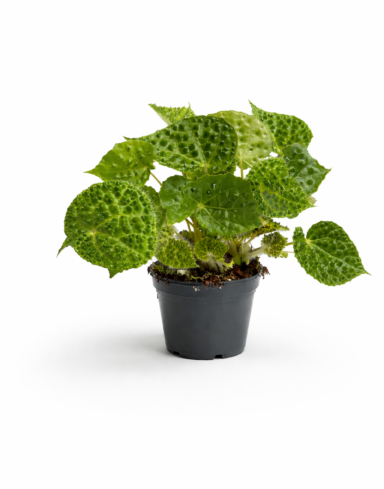 begonia rex ferox green 12cm
