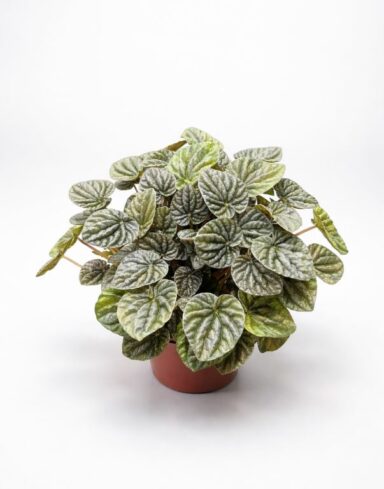 Peperomia Carperata Candora