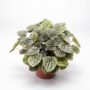 Peperomia Carperata Candora