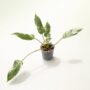 Philodendron Emerald Queen Variegata
