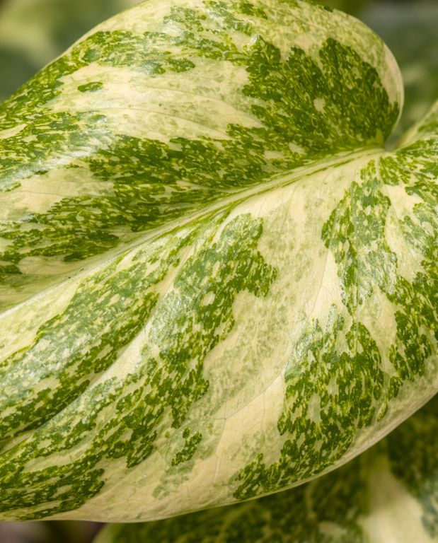 Monstera Crème Brûlée