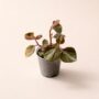 Peperomia Metallica Crème Brûlée