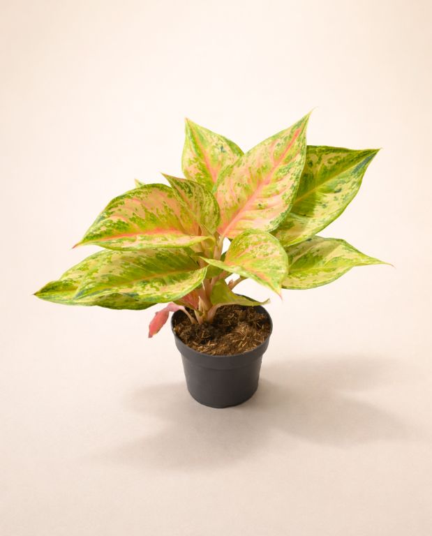 aglaonema pastella