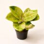 Aglaonema Apple fantasy