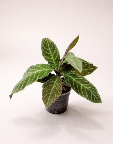 Labisia Gigantifolia