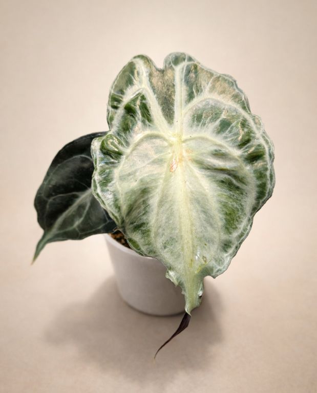 Alocasia Venom