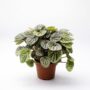 Peperomia Carperata Candora