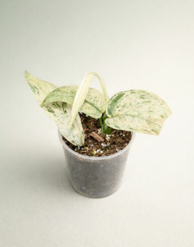 Scindapsus Jade Satin Marble