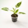 Philodendron Emerald Queen Variegata