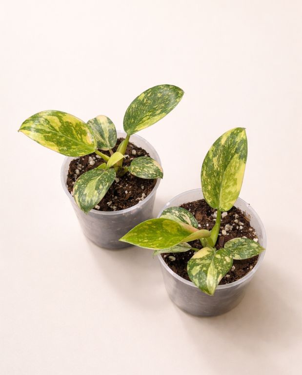 philodendron green congo