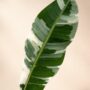 Musa Florida Variegata
