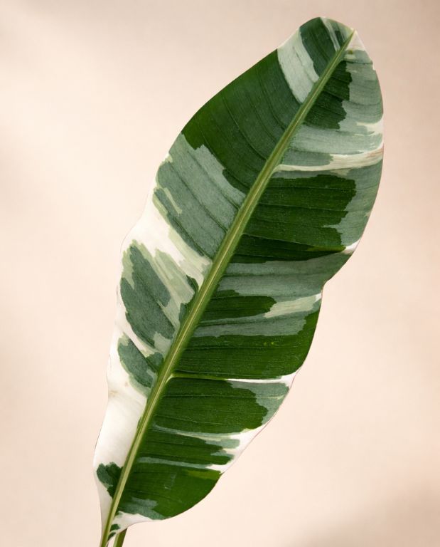Musa Florida Variegata