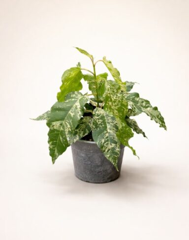 Ficus elastica Snowstorm