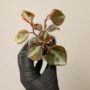 Peperomia Metallica Crème Brûlée