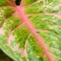 aglaonema pastella