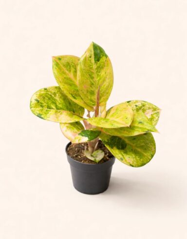 Aglaonema Apple fantasy