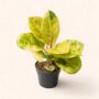 Aglaonema Apple fantasy