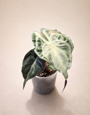 Alocasia Venom