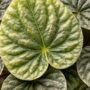 Peperomia Carperata Candora