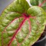 Alocasia Cyrtosperma Johnstonii