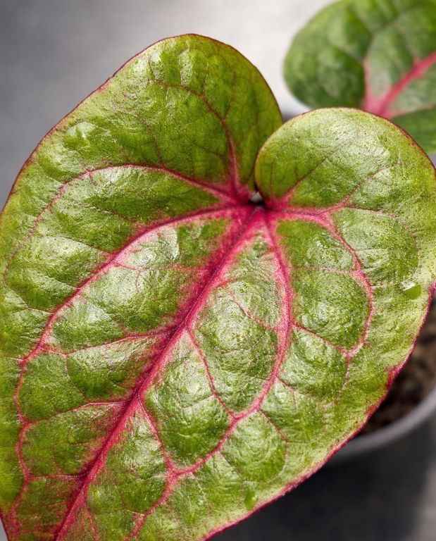 Alocasia Cyrtosperma Johnstonii
