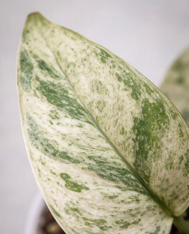 Scindapsus Jade Satin Marble