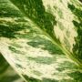 Philodendron Emerald Queen Variegata