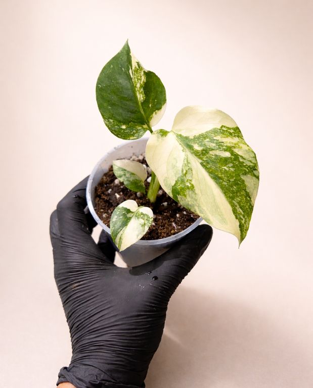 Monstera Crme Brle - IndoorPoppies