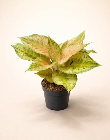 aglaonema pastella