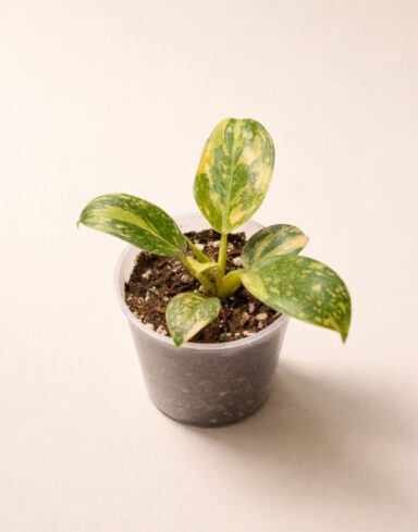 philodendron green congo