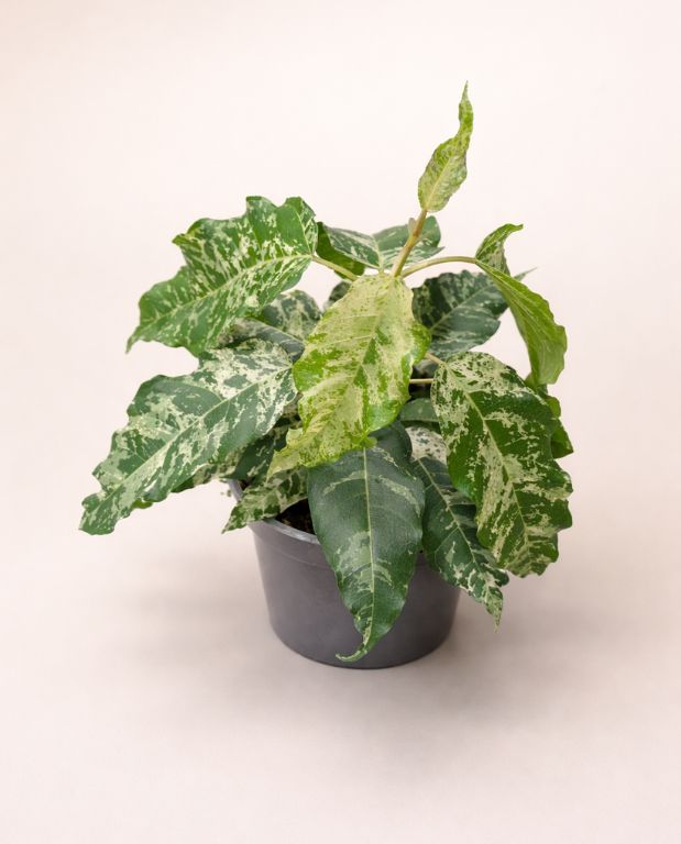 Ficus elastica Snowstorm